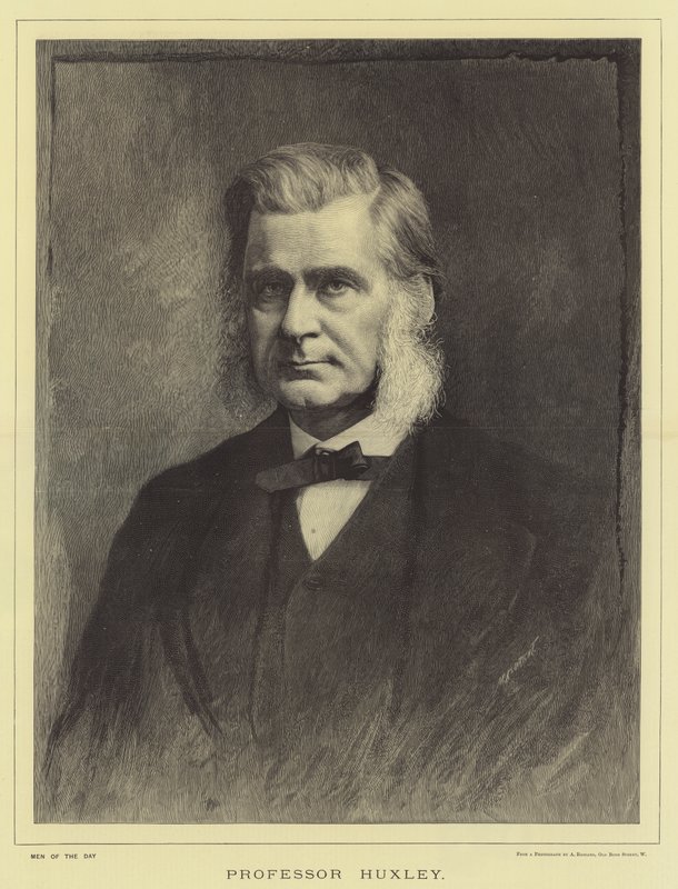 Professor Huxley (gravering) av English School