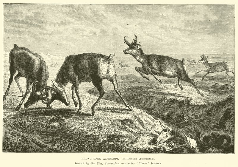 Prong-horn antilope, Antilocapra Americana av English School