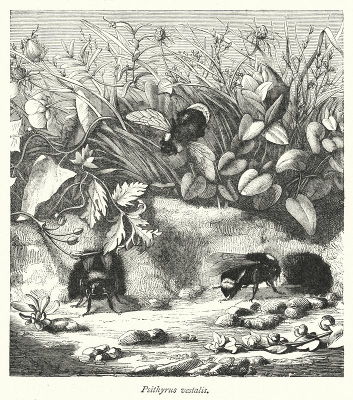 Psithyrus vestalis (gravering) av English School