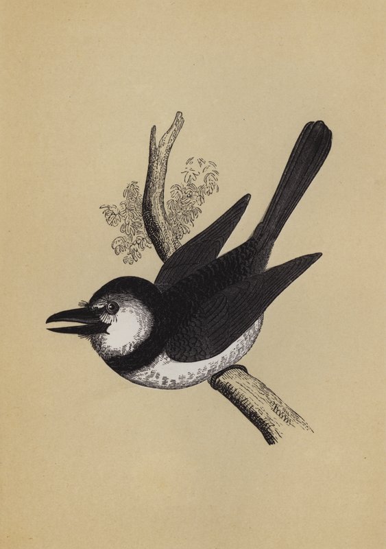 Puff Bird (farge litho) av English School