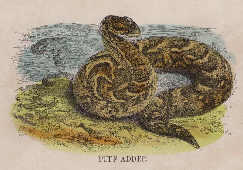 Puff adder av English School