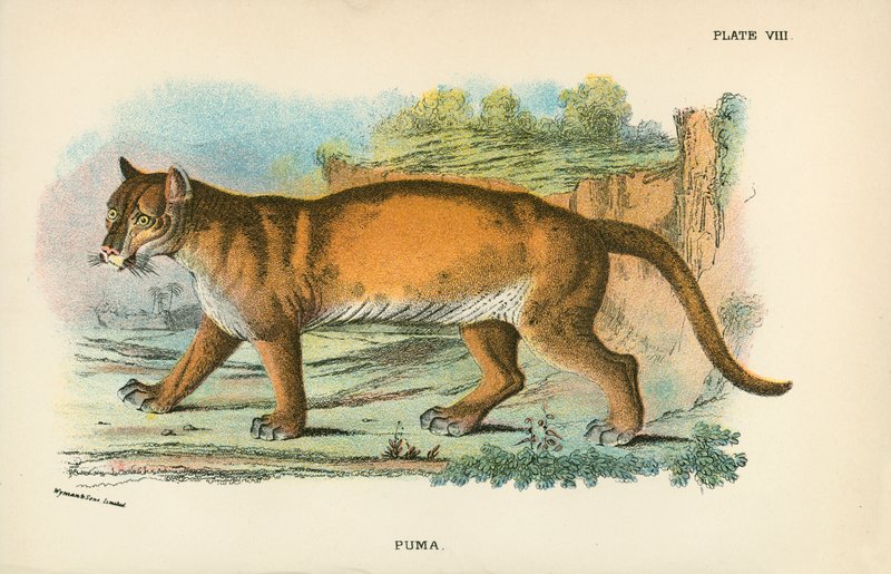 Puma av English School