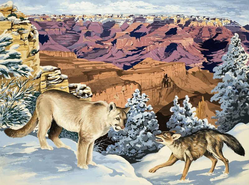 Puma og Coyote møtes i Grand Canyon National Park av English School