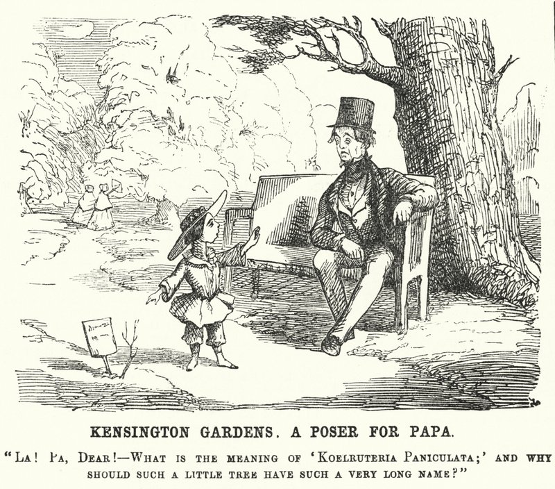 Punch tegneserie: barn stiller faren et spørsmål i Kensington Gardens, London (gravering) av English School