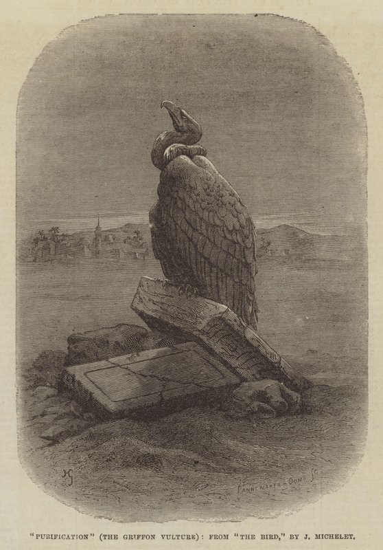 "Purification" (The Griffon Vulture), fra "The Bird," av J Michelet (gravering) av English School