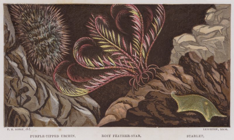 Purple-tipped urchin, rosenrød fjærstjerne, Starlet (farge litho) av English School