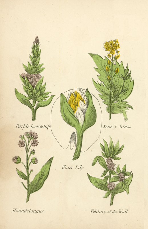 Purple Loosestrife, Skjørbukgress, Water Lily, Houndstongue, Petitory of the Wall (farge litho) av English School