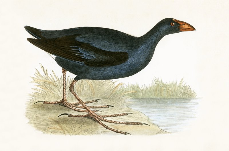 Purple Waterhen, illustrasjon fra 