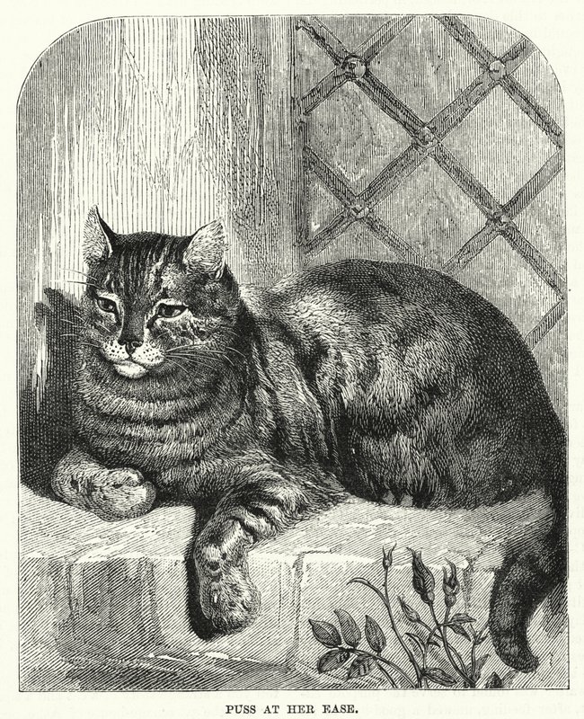 Puss på hennes letthet (gravering) av English School