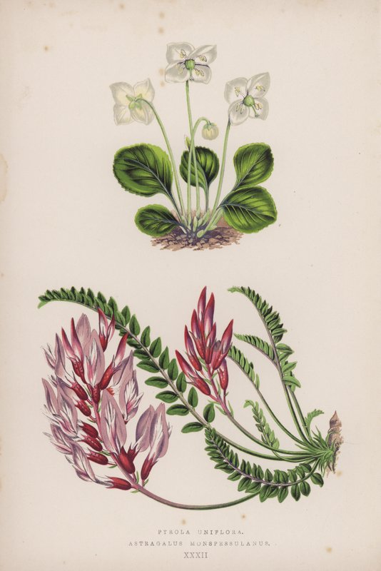 Pyrola Uniflora; Astragalus Monspessulanus (farge litho) av English School