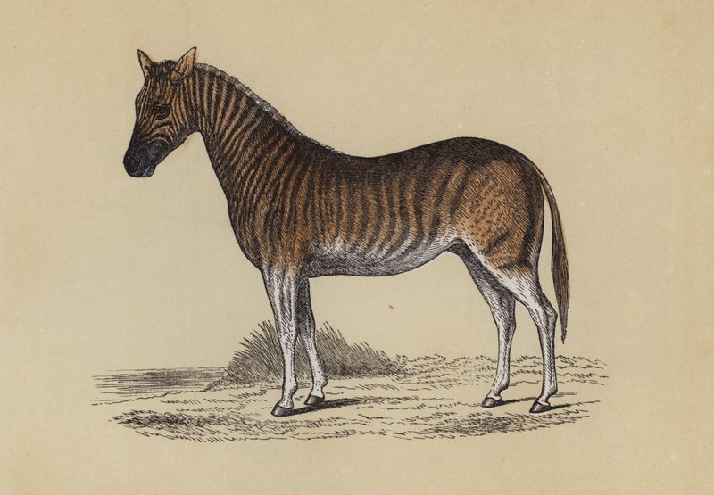 Quagga (farge litho) av English School
