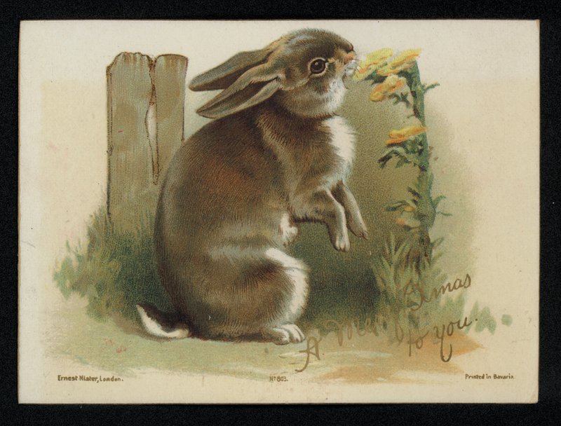 Kanin spiser gule blomster, julehilsenskort. (chromolitho) av English School