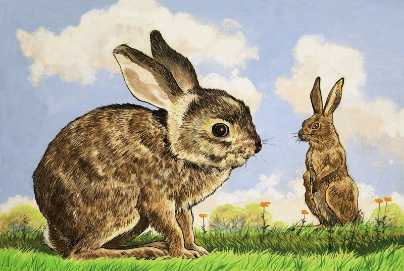 Rabbitt av English School