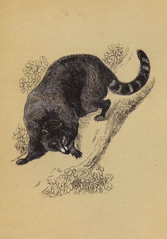 Racoon (farge litho) av English School