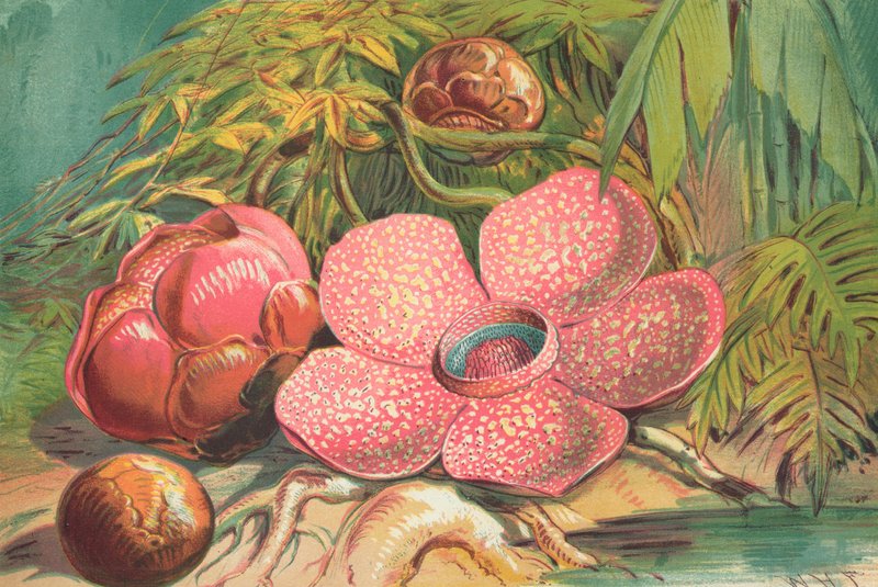 Rafflesia Arnoldii, gigantisk blomst i regnskogene på Sumatra av English School