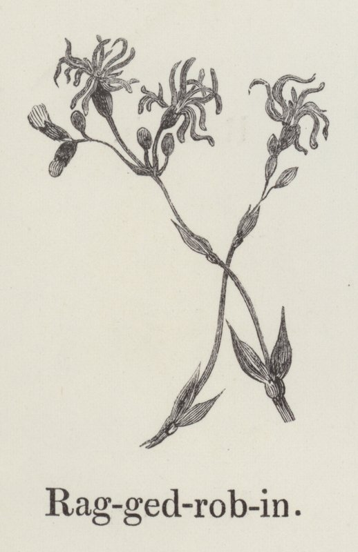 Ragged Robin (gravering) av English School