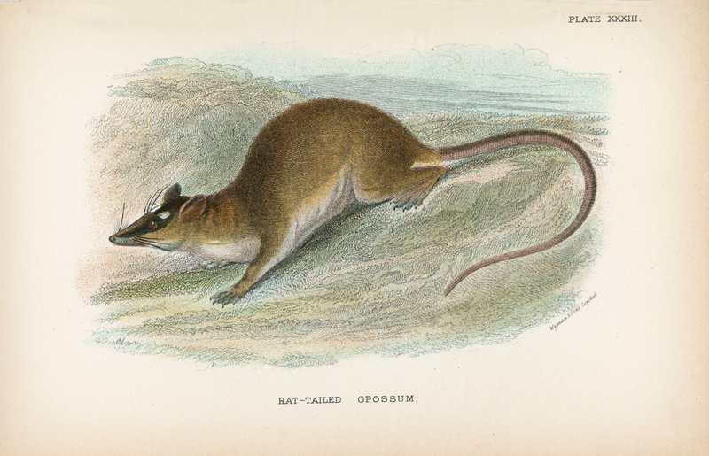Rottehalet opossum av English School