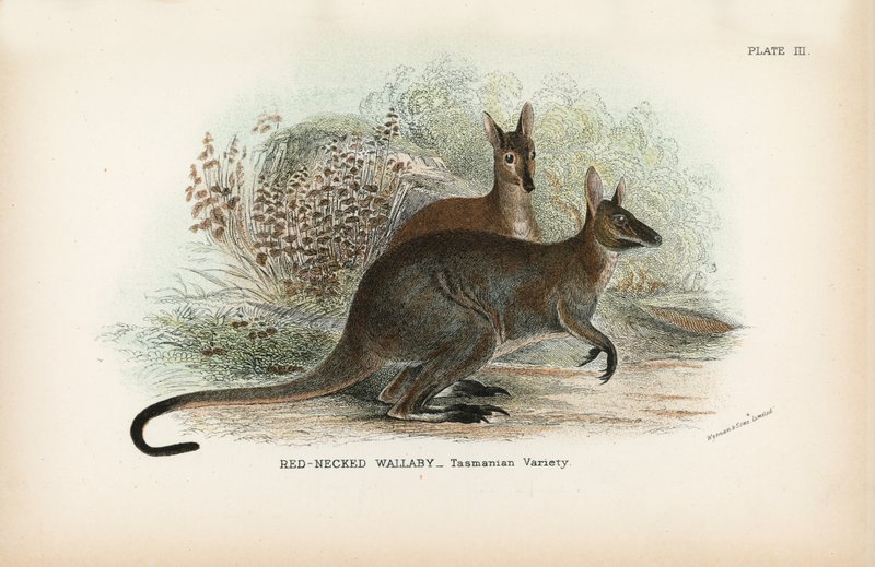 Rødhalset Wallaby Tasmanian Variety av English School