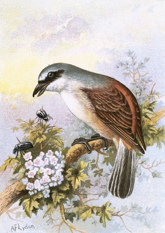 Rødrygget Shrike av English School
