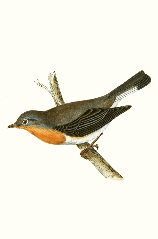 Red Breasted Flycatcher, illustrasjon fra 