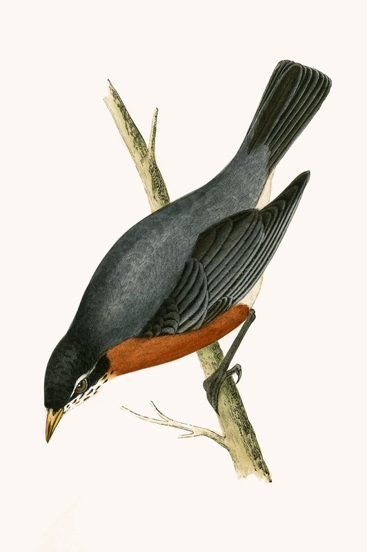 Red Breasted Thrush, illustrasjon fra 