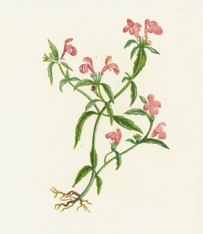 Rød hampenesle, Galeopsis Ladanum av English School