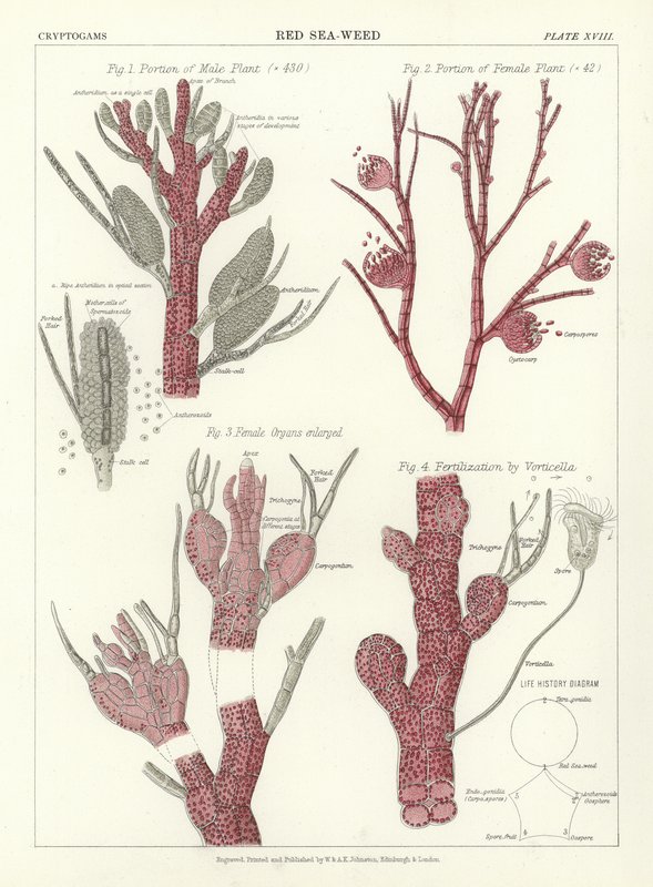 Rød Sea-Weed av English School