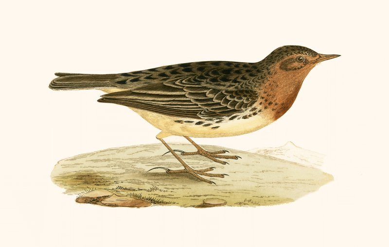 Red Throated Pipit, illustrasjon fra 