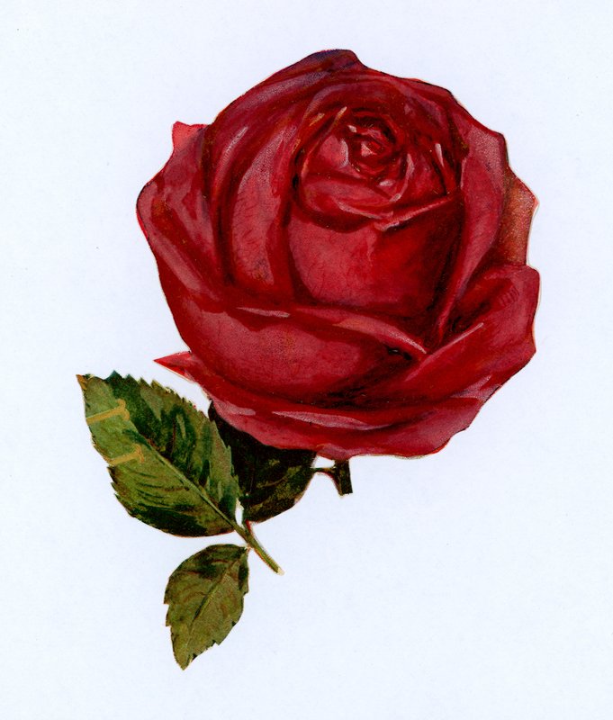 rød rose av English School