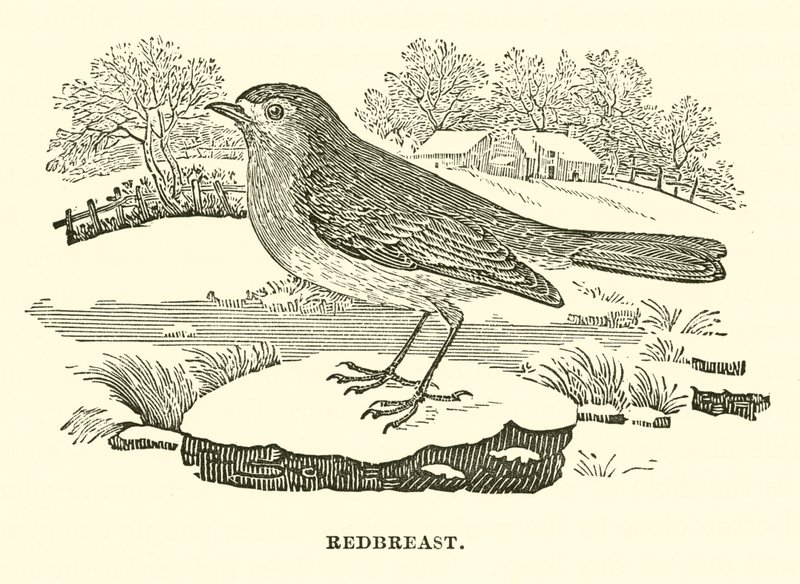 Rødbryst (gravering) av English School