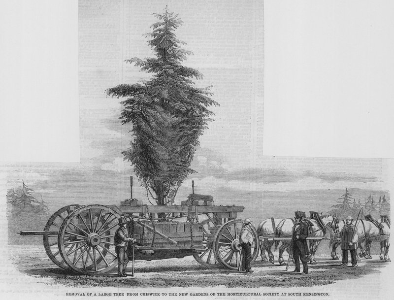 Fjerning av et stort tre fra Chiswick til de nye hagene til Horticultural Society i South Kensington av English School
