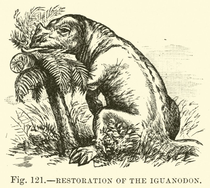 Restaurering av Iguanodon av English School