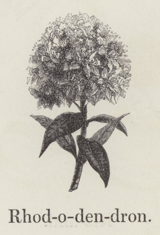 Rhododendron (gravering) av English School