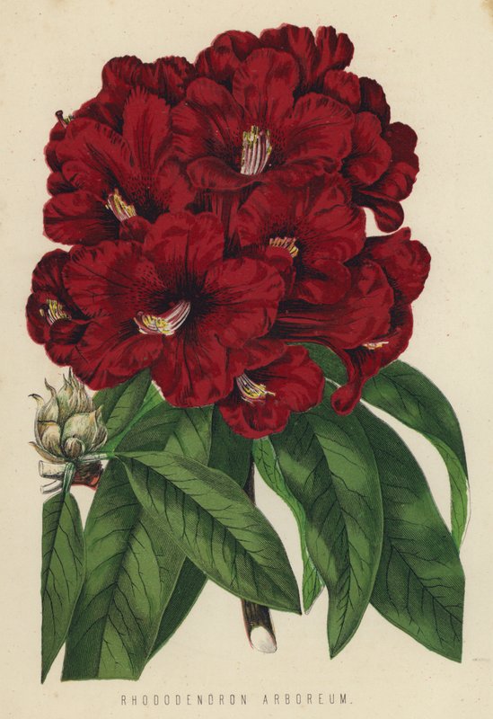 Rhododendron arboreum av English School