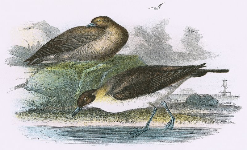 Richardsons Skua av English School