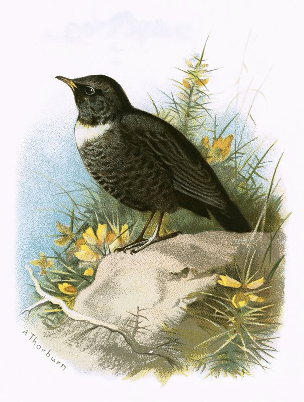 Ring Ouzel av English School