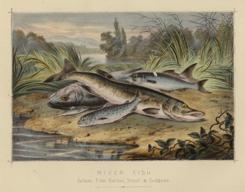 River Fish (farge litho) av English School