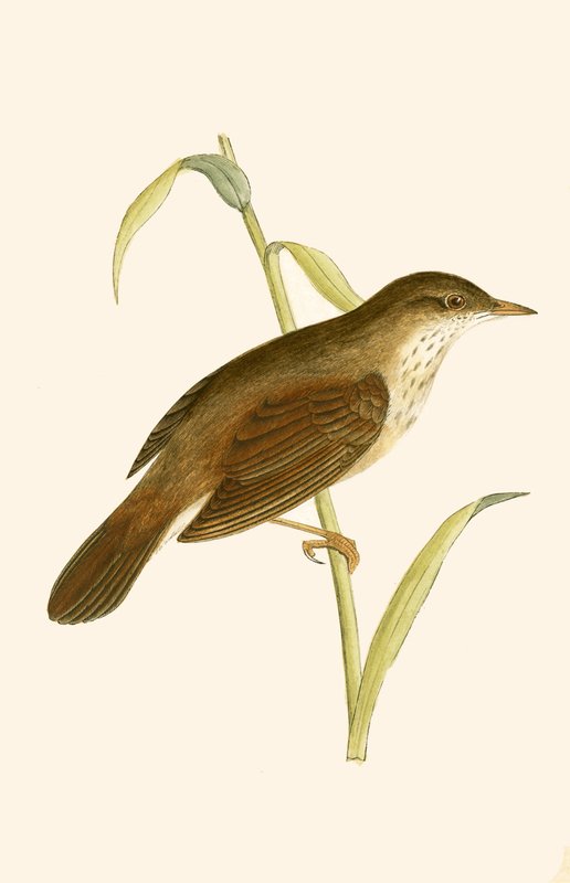 River Warbler, illustrasjon fra 