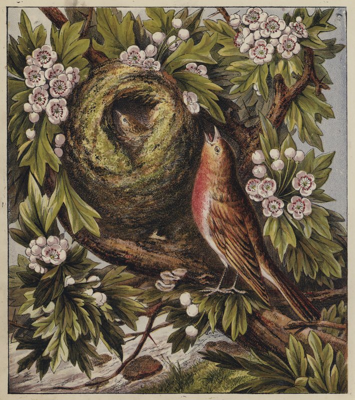 Robins julesang (farge litho) av English School