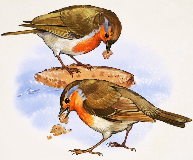 Robins spiser et stykke brød av English School