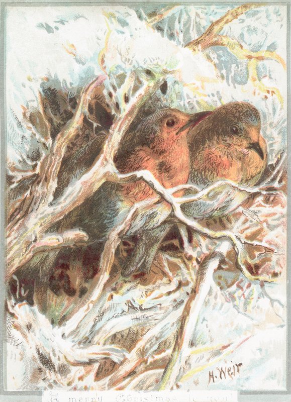 Robins sitter på gren, julekort av English School