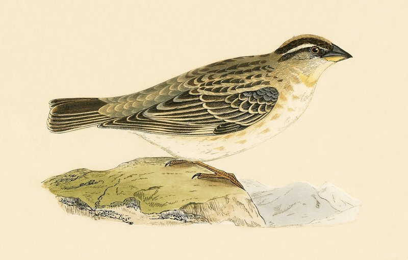 Rock Sparrow, illustrasjon fra 