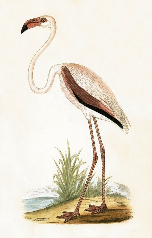 Rosy Flamingo, illustrasjon fra 