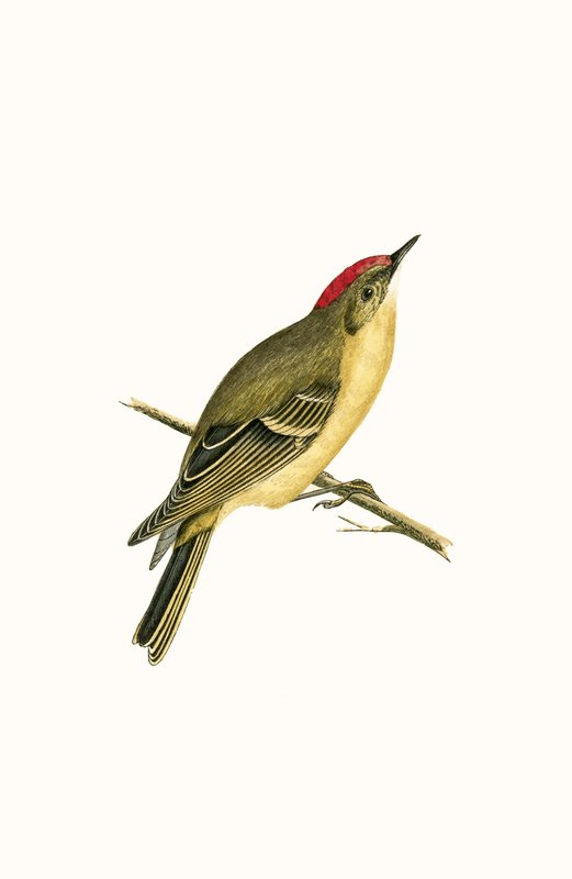 Ruby Crowned Kinglet, illustrasjon fra 