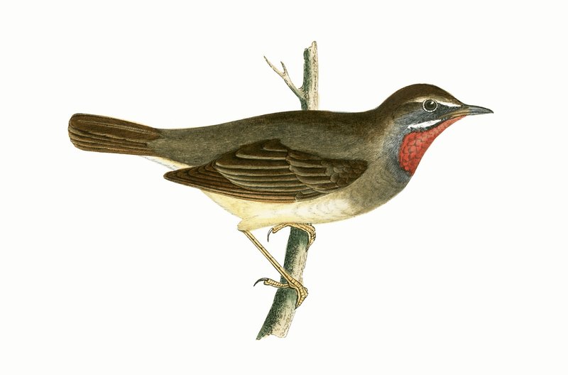 Ruby Throated Warbler, illustrasjon fra 