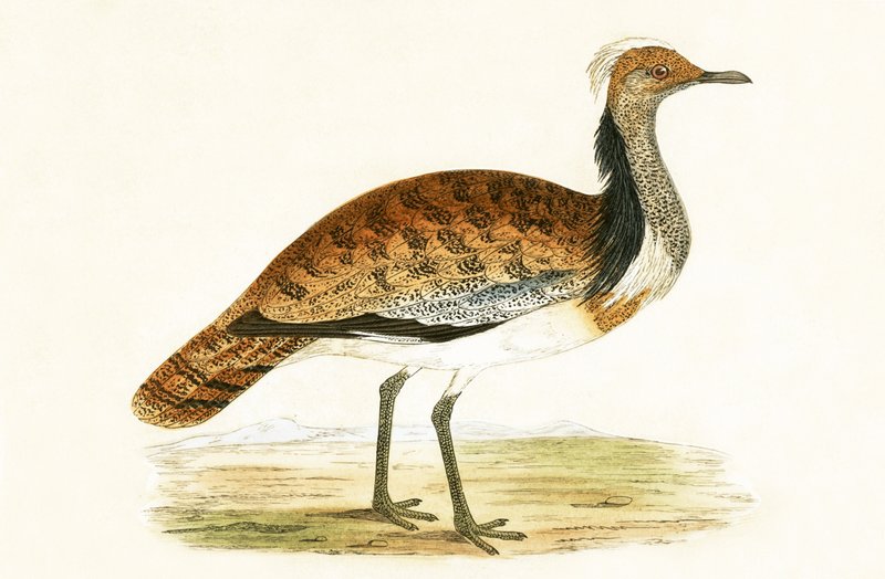 Ruffed Bustard, illustrasjon fra 