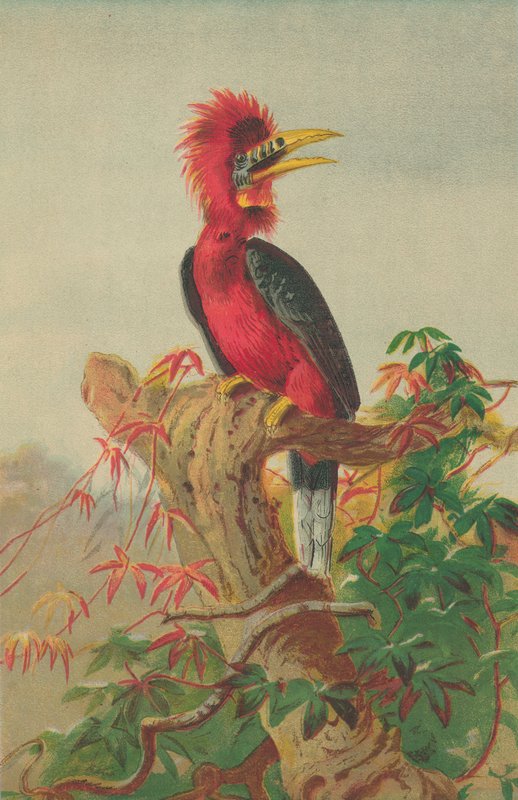 Rødhalset hornfugl (Buceros nipalensis) av English School