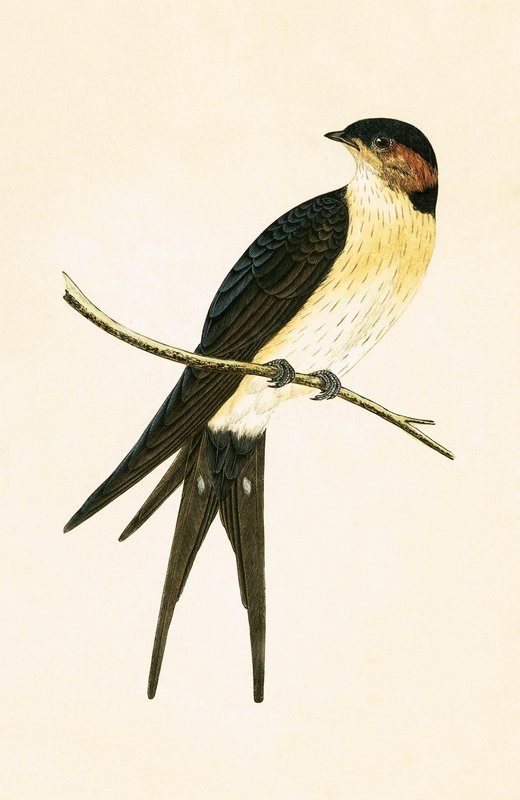 Rufous Swallow, illustrasjon fra 