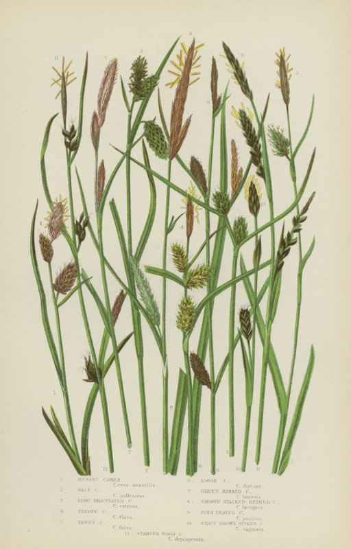 Russet Carex, Pale Carex, Long Bracteated Carex, Yellow Carex, Tawny Carex, Loose Carex … (farge litho) av English School
