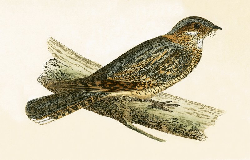 Russet Necked Nightjar, illustrasjon fra 